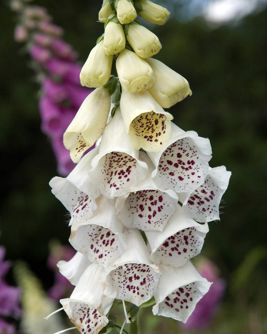 Digitalis purpurea &