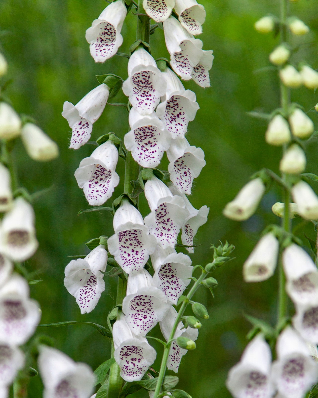Digitalis purpurea &