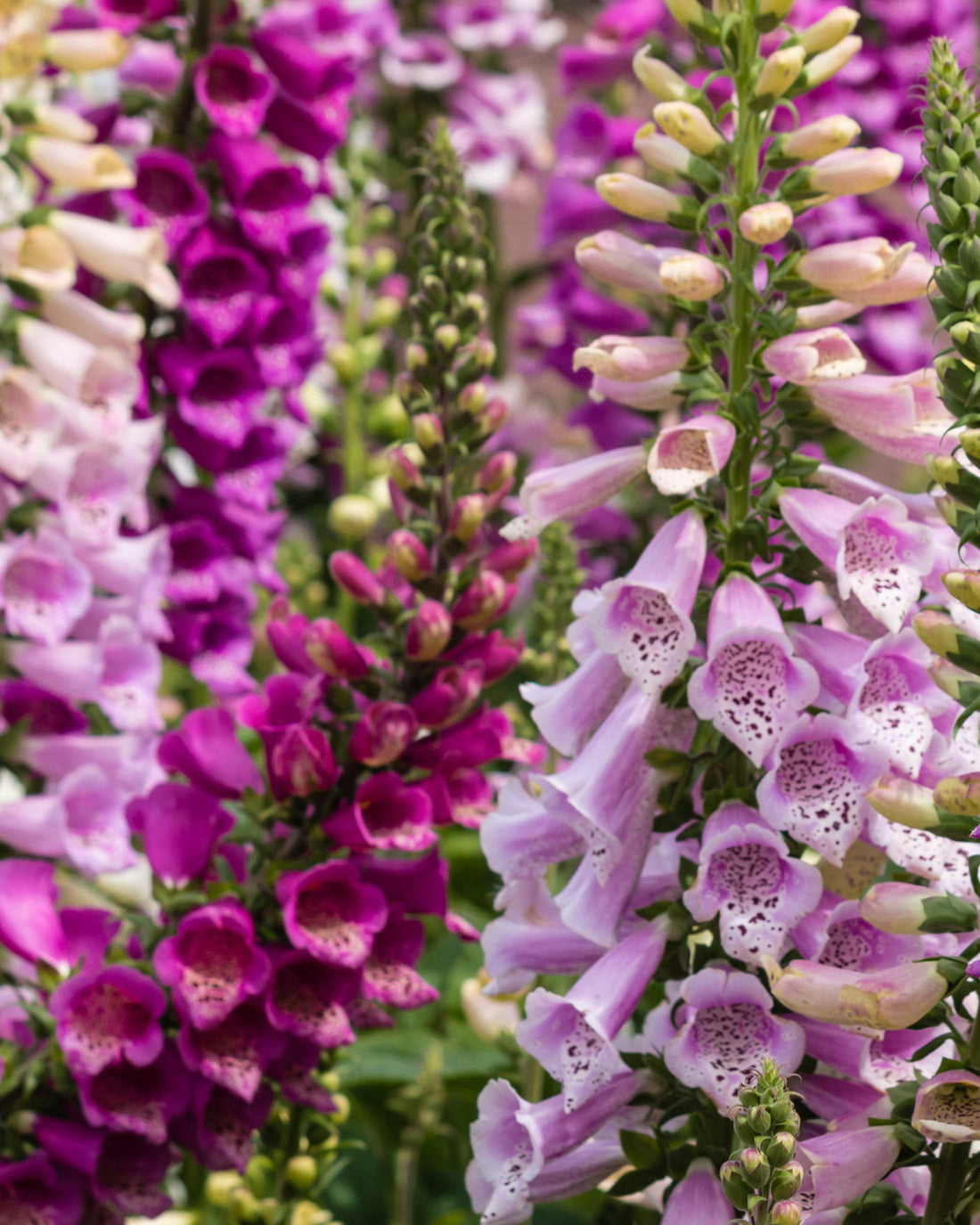Digitalis purpurea Excelsior Group