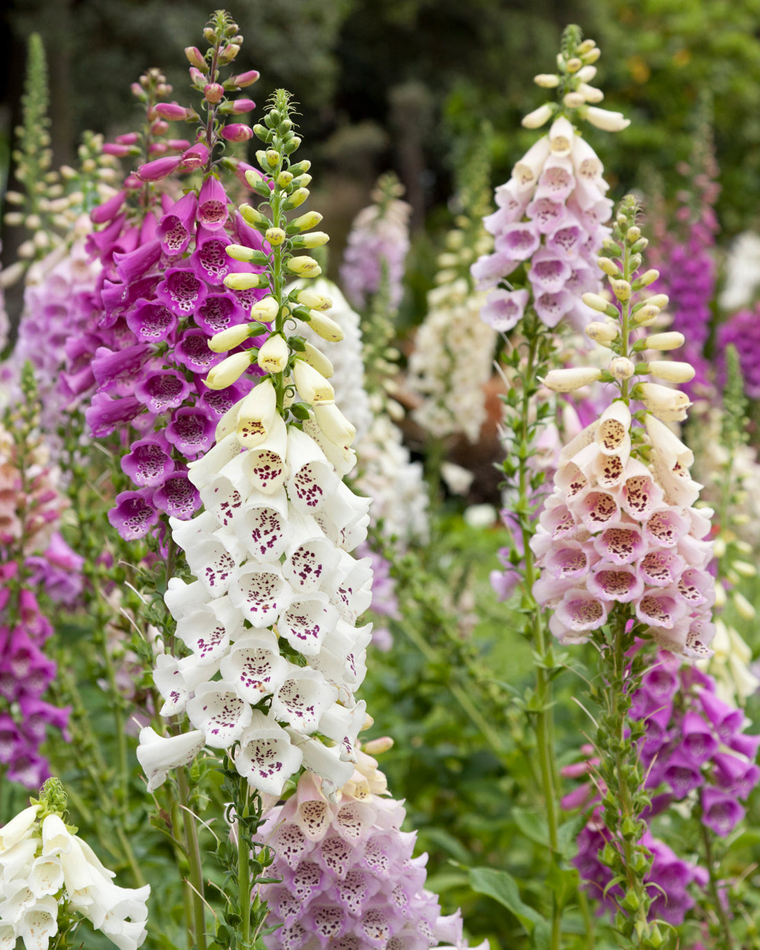 Digitalis purpurea Excelsior Group