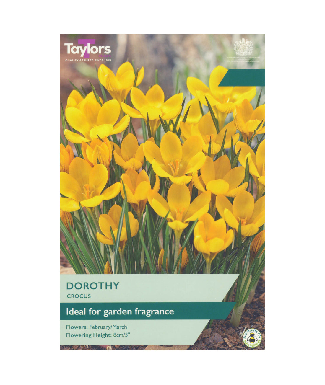 Crocus &