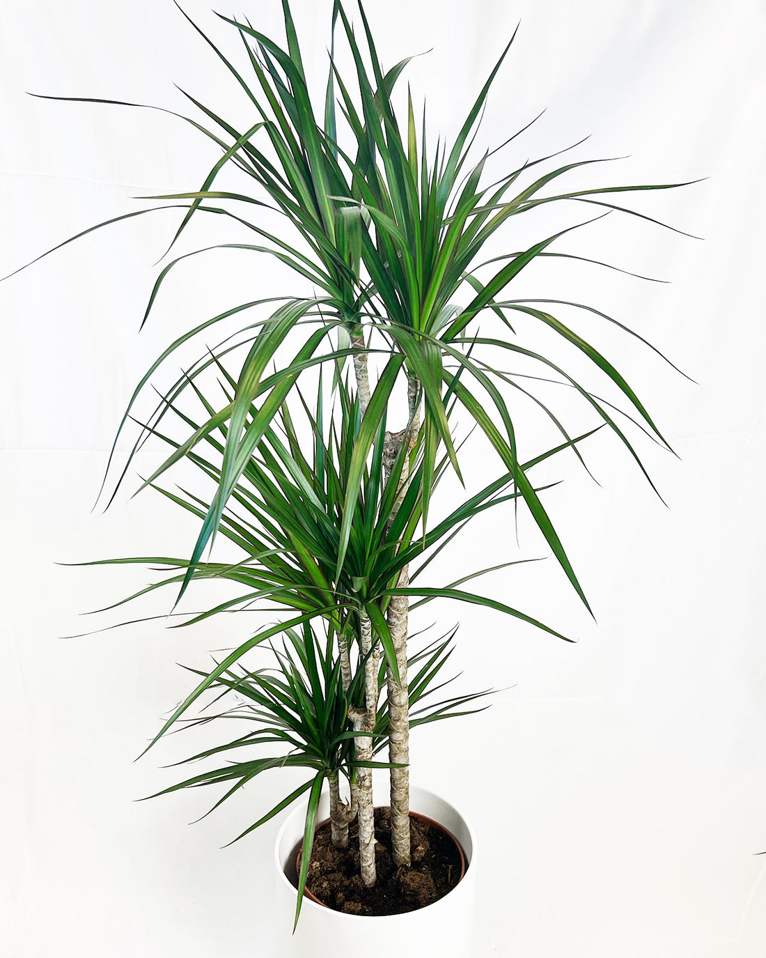 Dragon Tree