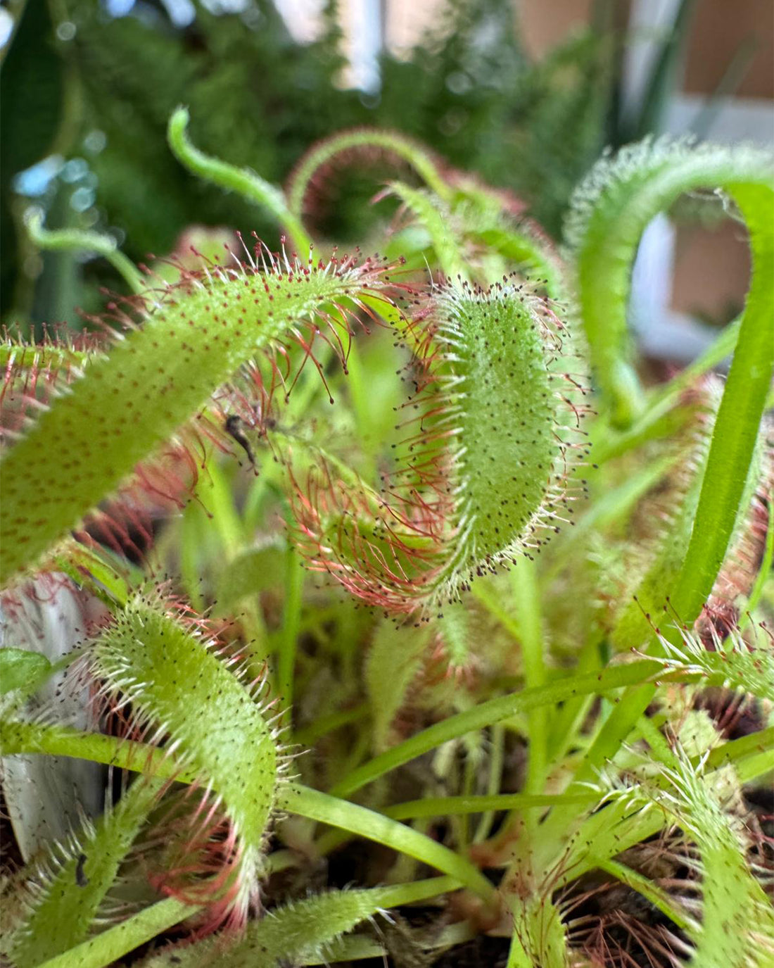 Cape Sundew