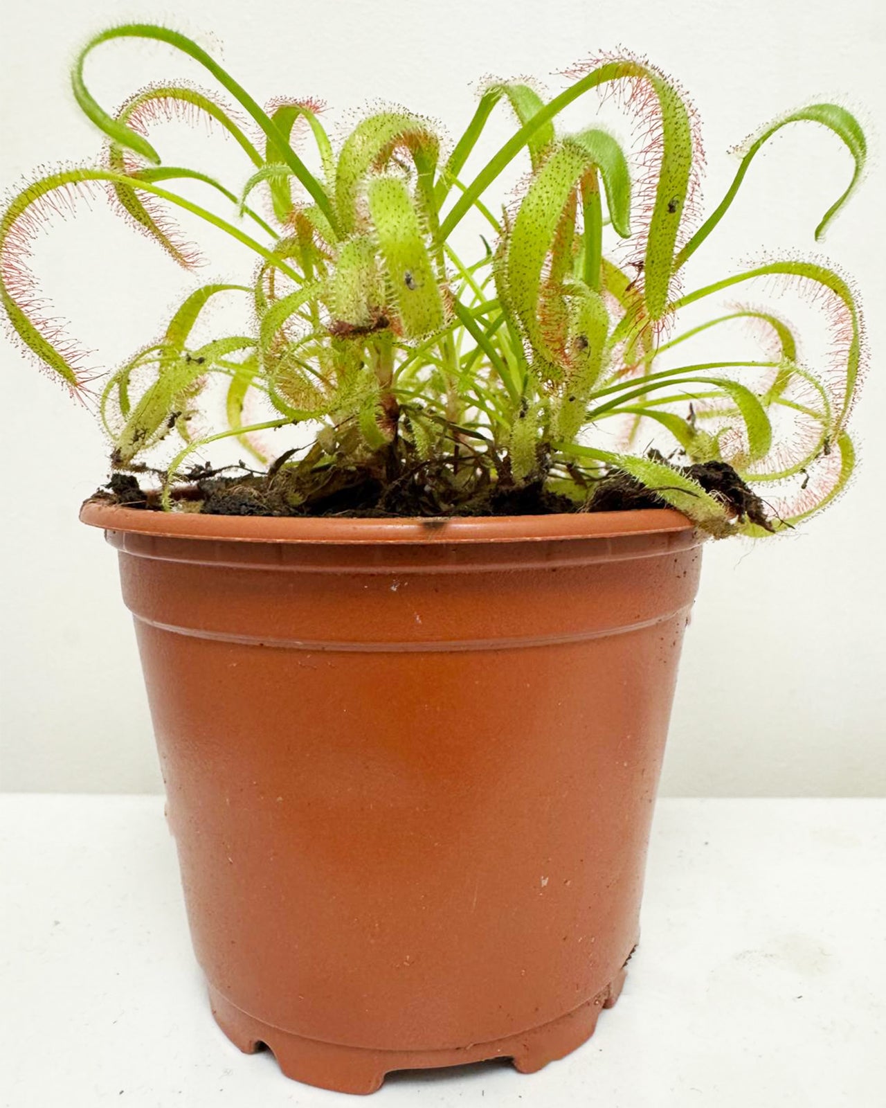Cape Sundew