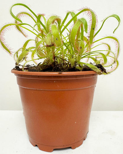 Cape Sundew
