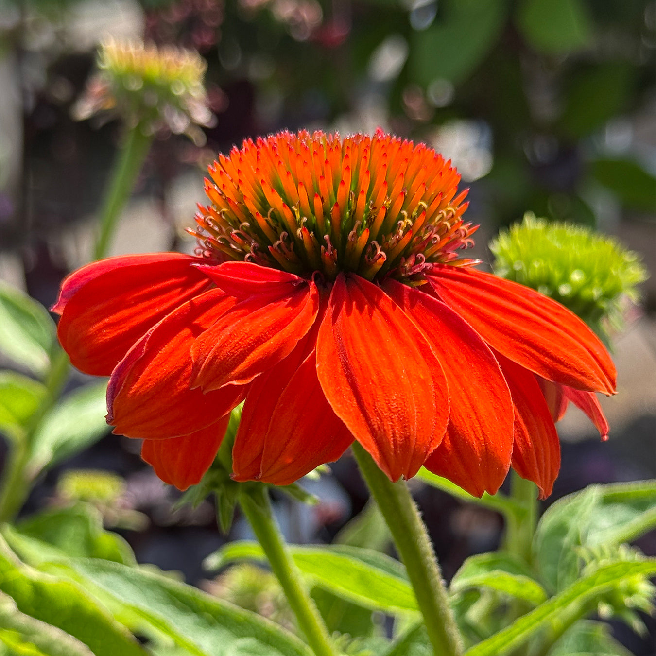 Echinacea &