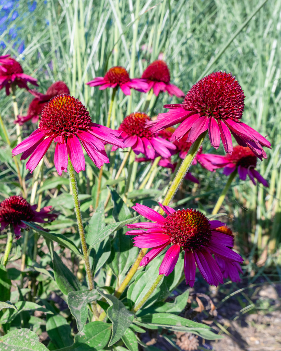 Echinacea Delicious Candy