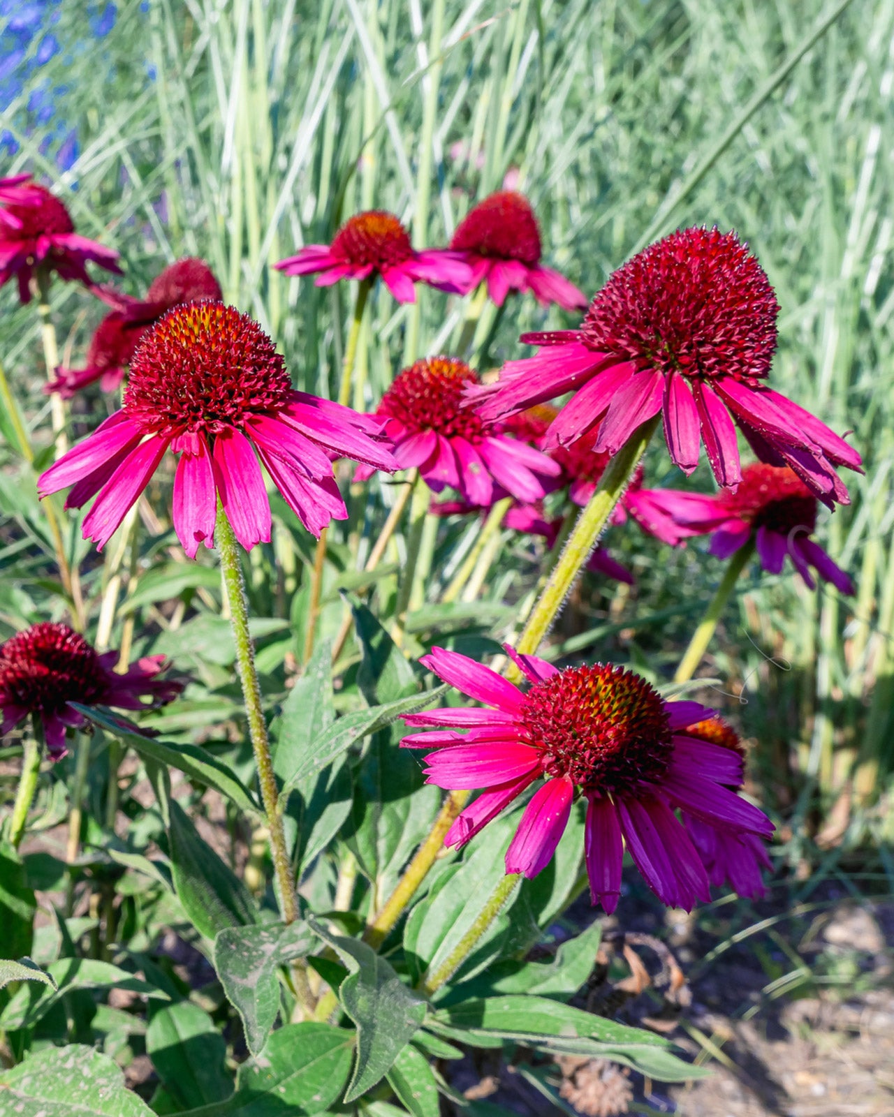 Echinacea Delicious Candy