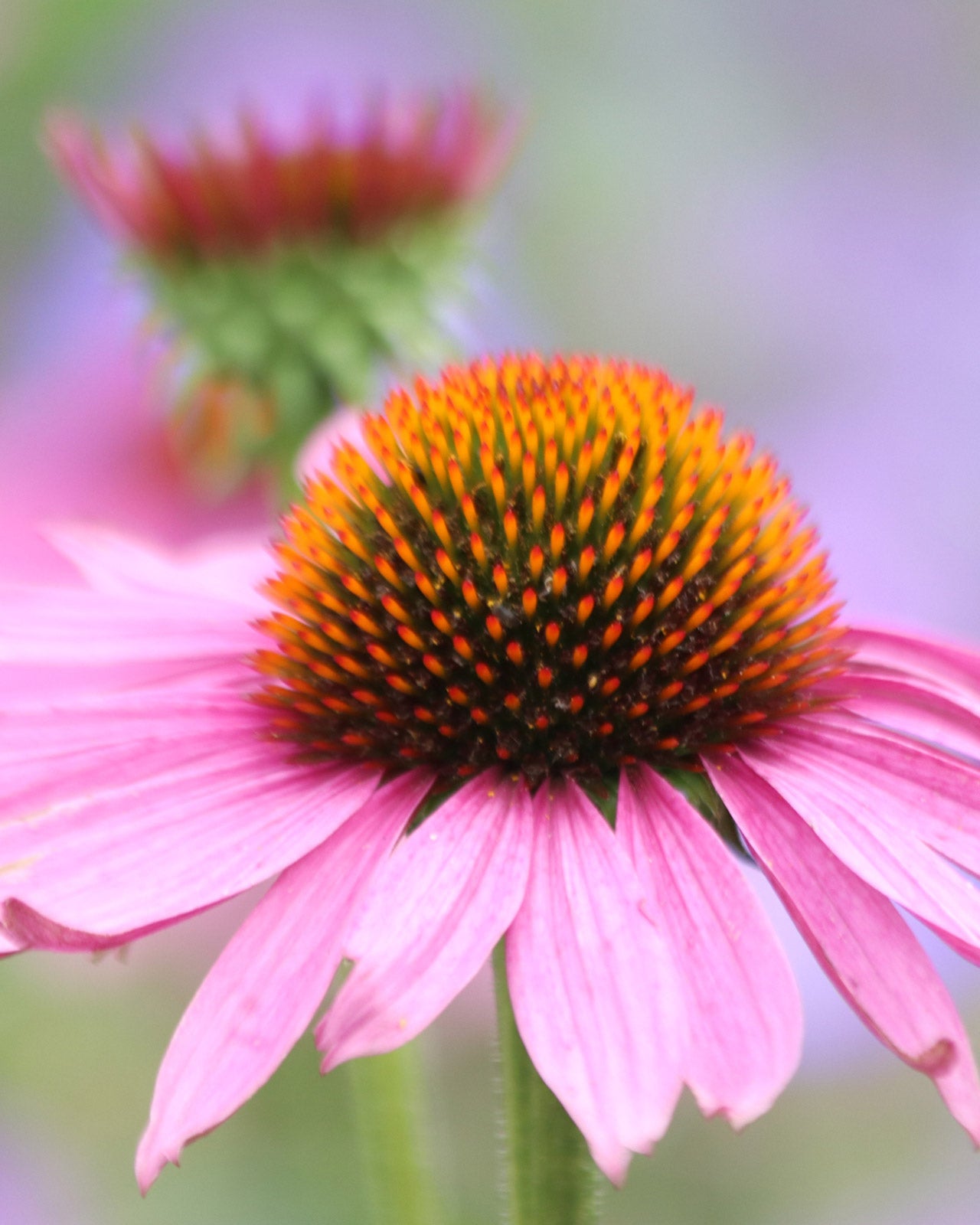 Echinacea purpurea &