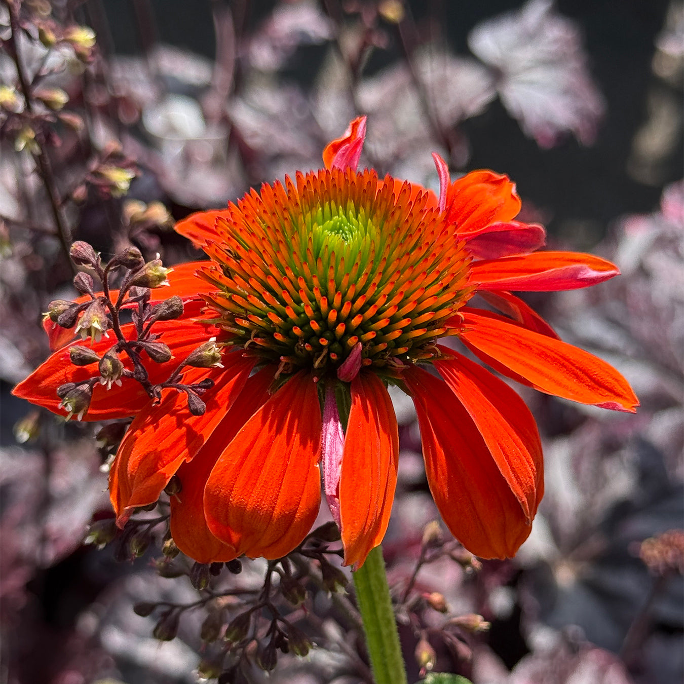 Echinacea &
