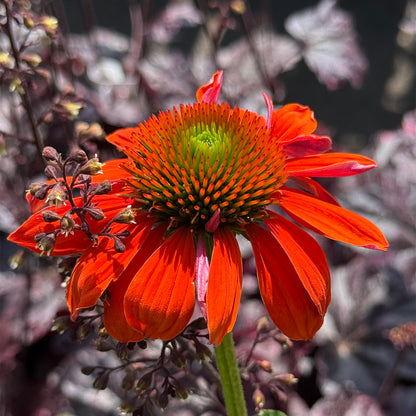 Echinacea &