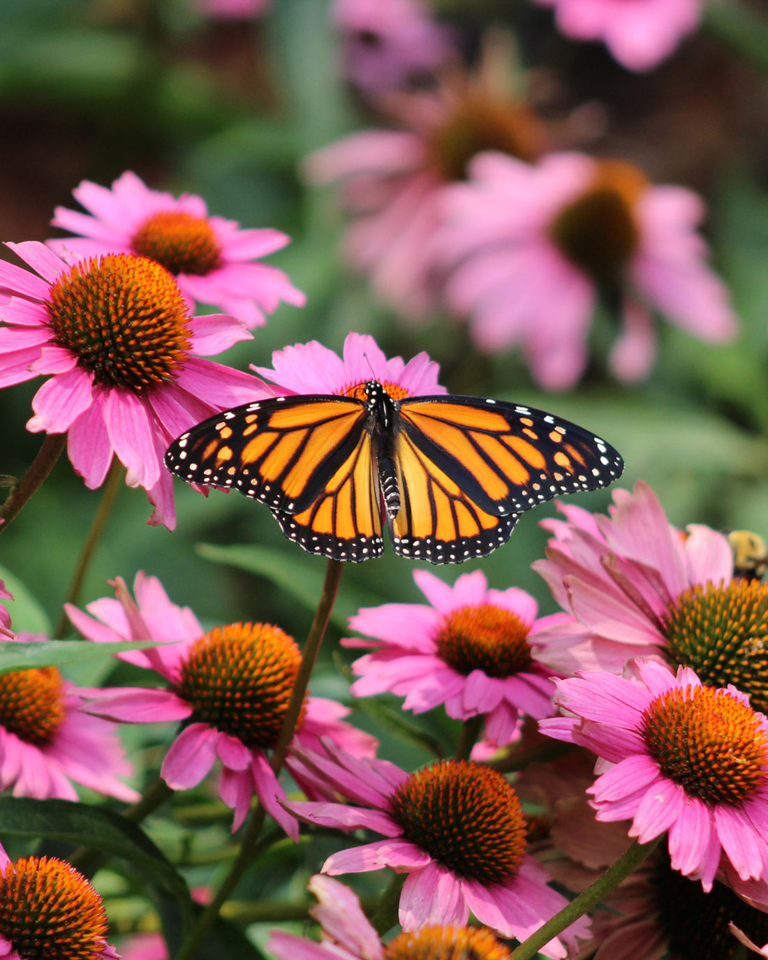 Echinacea purpurea