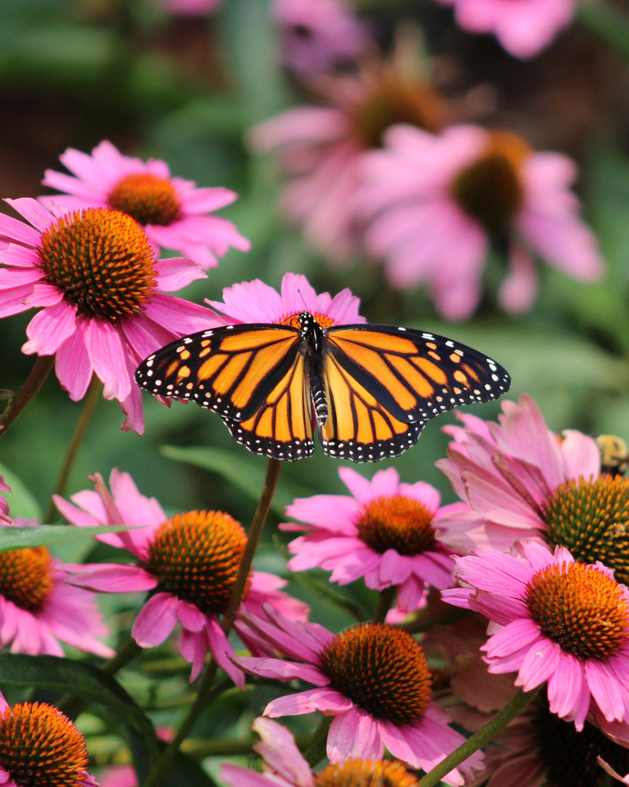 Echinacea purpurea