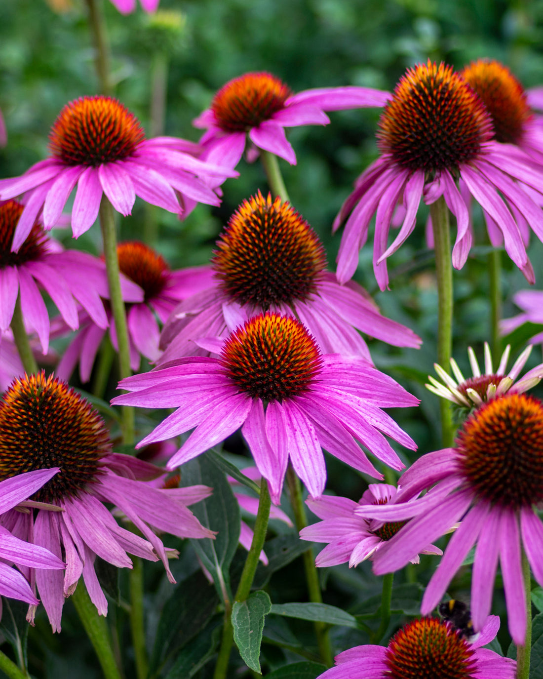 Echinacea purpurea
