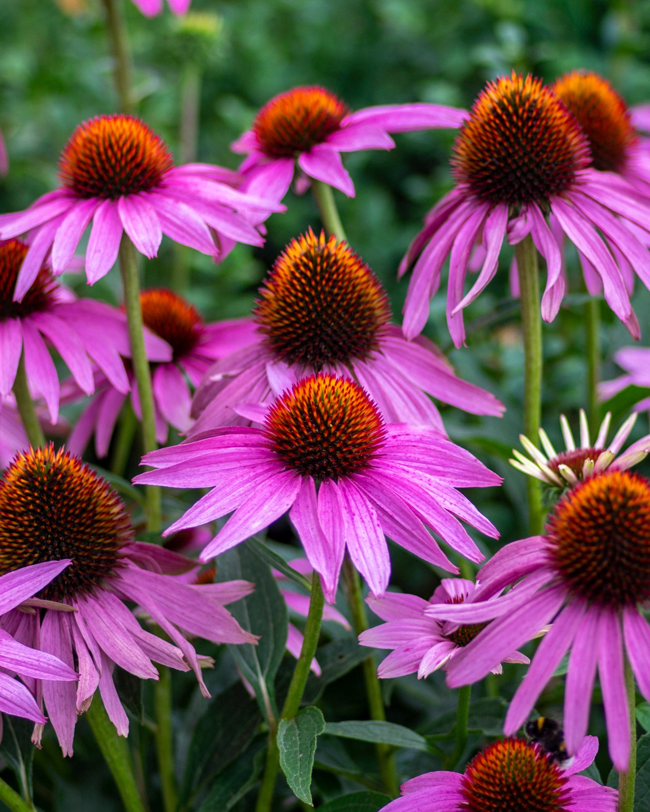 Echinacea purpurea