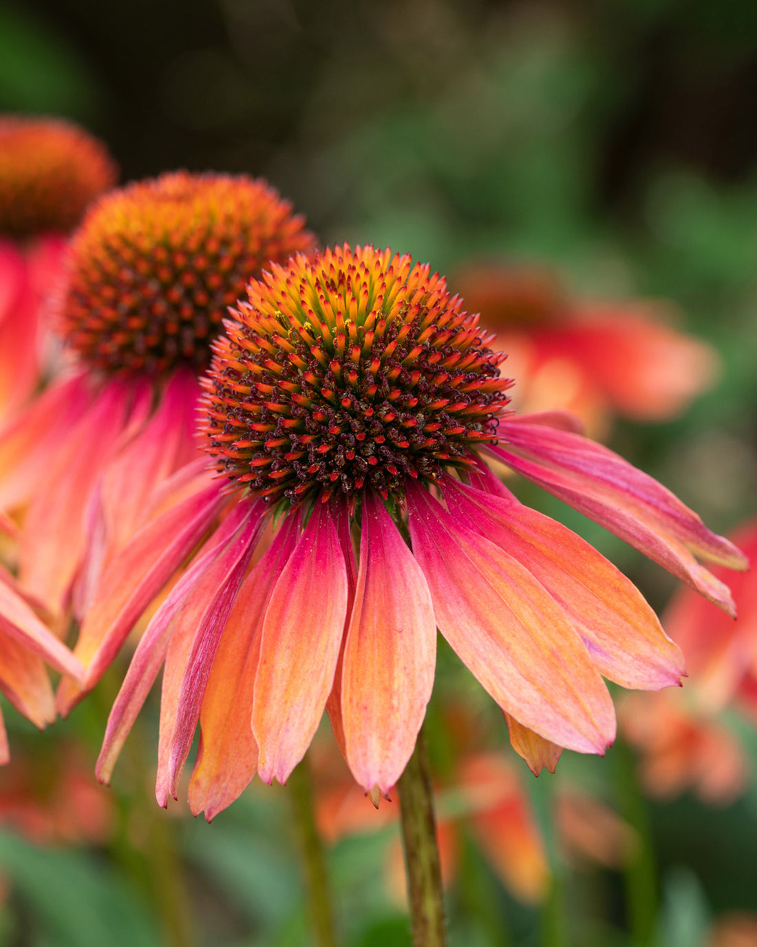 Echinacea &