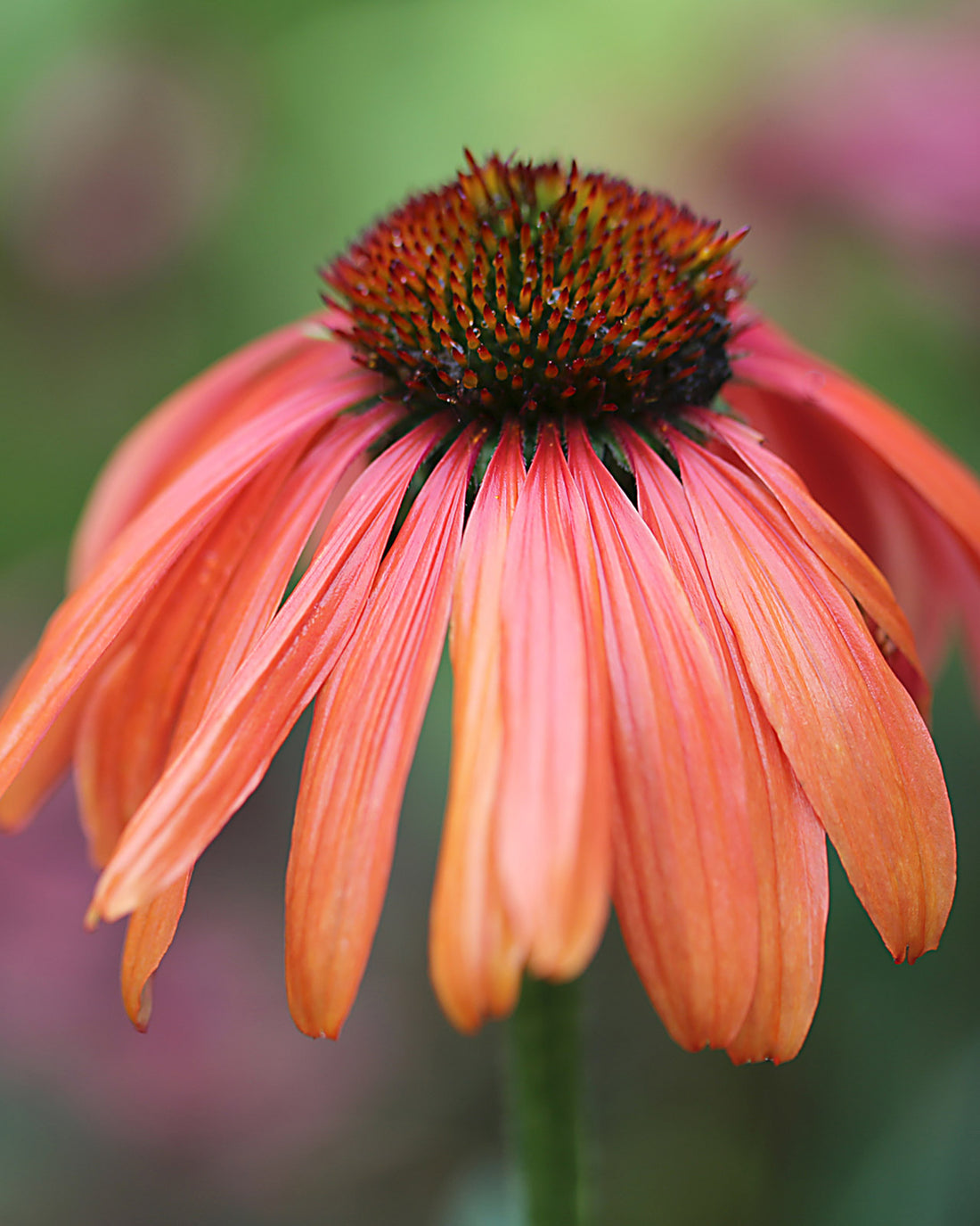 Echinacea &