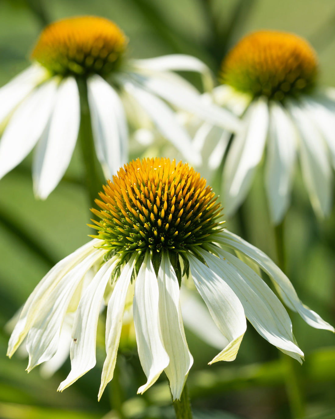 Echinacea purpurea &