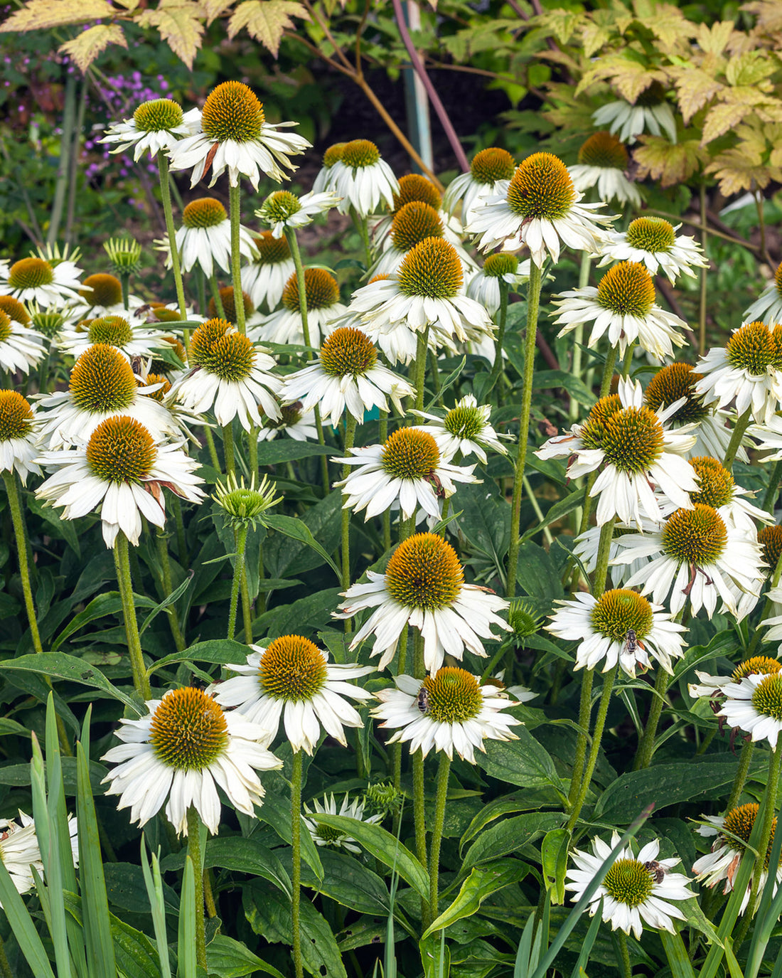 Echinacea purpurea &