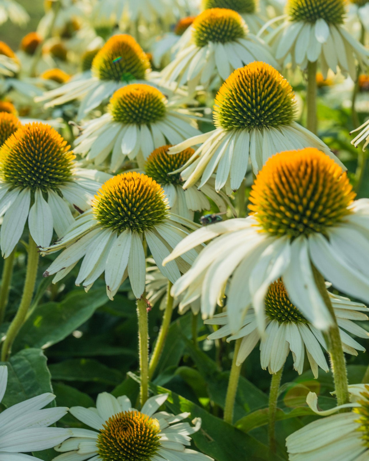 Echinacea purpurea &
