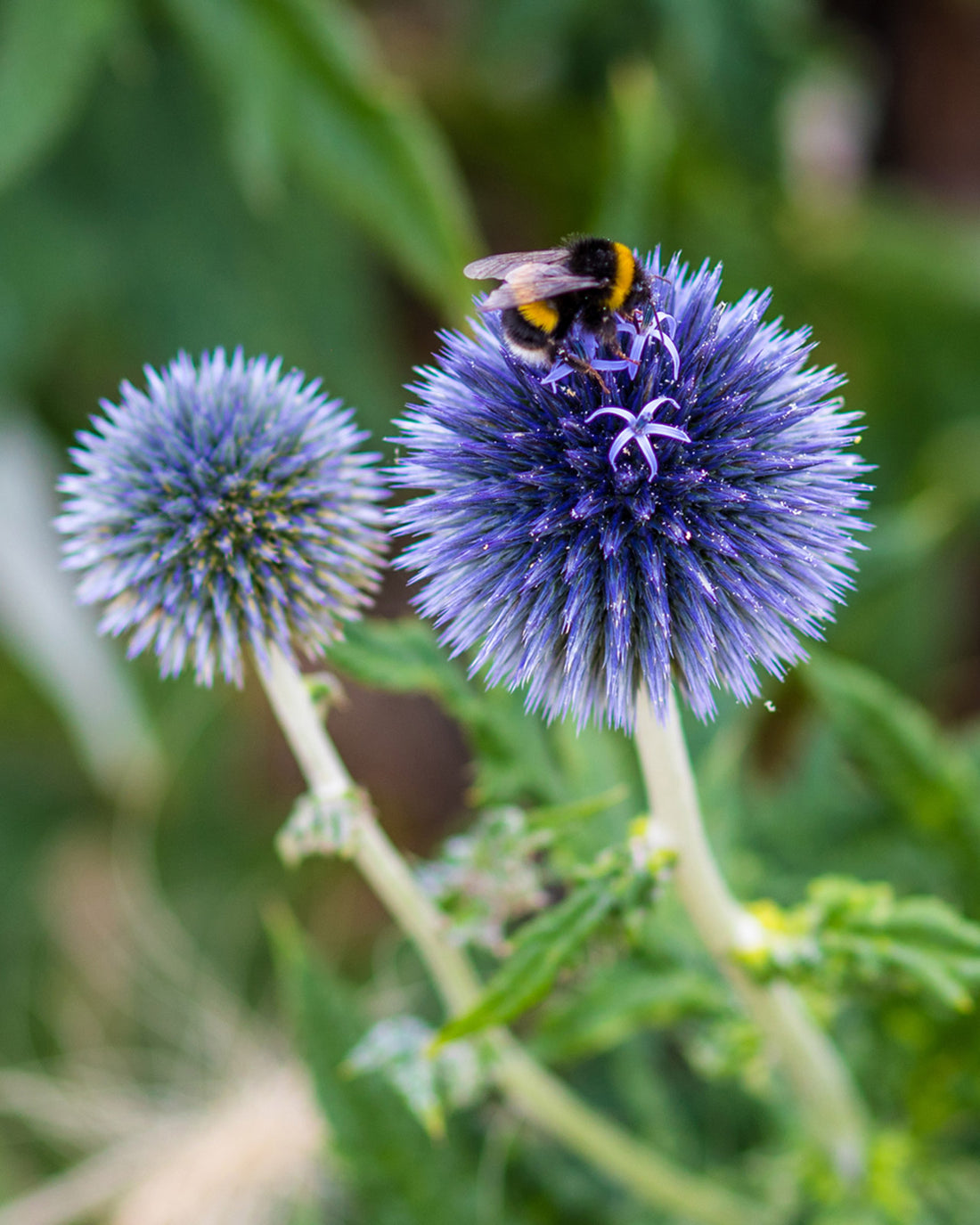 Echinops bannaticus &