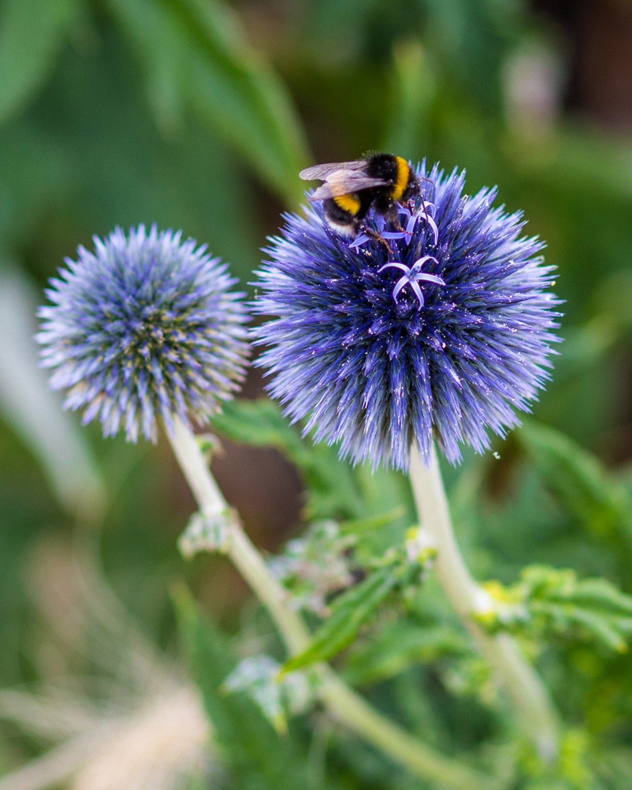 Echinops bannaticus &