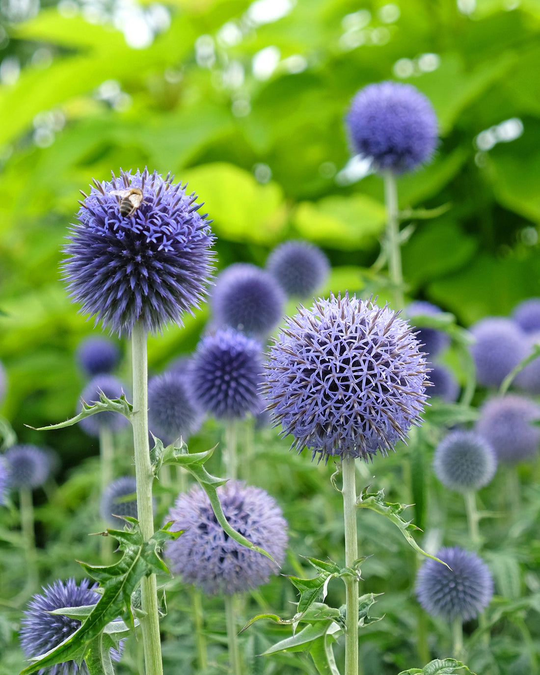 Echinops bannaticus &