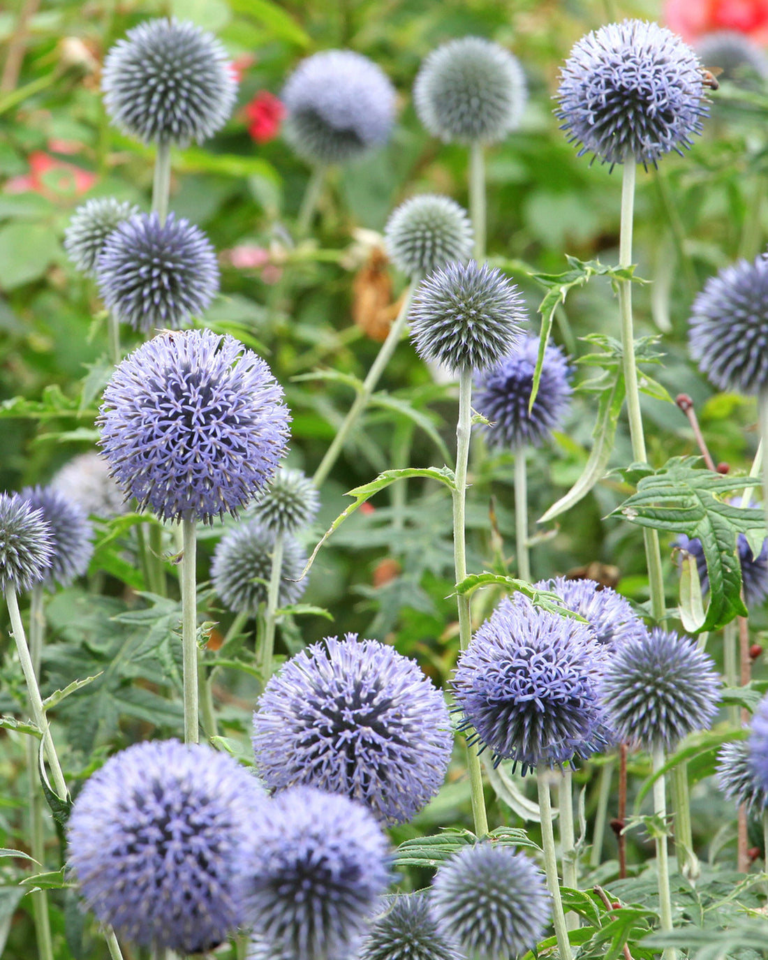 Echinops ritro &