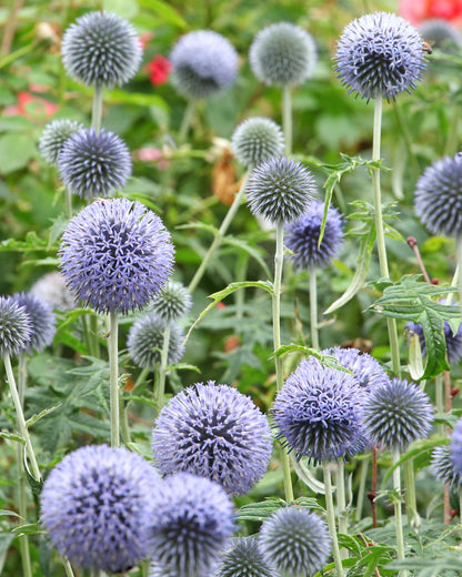 Echinops ritro &