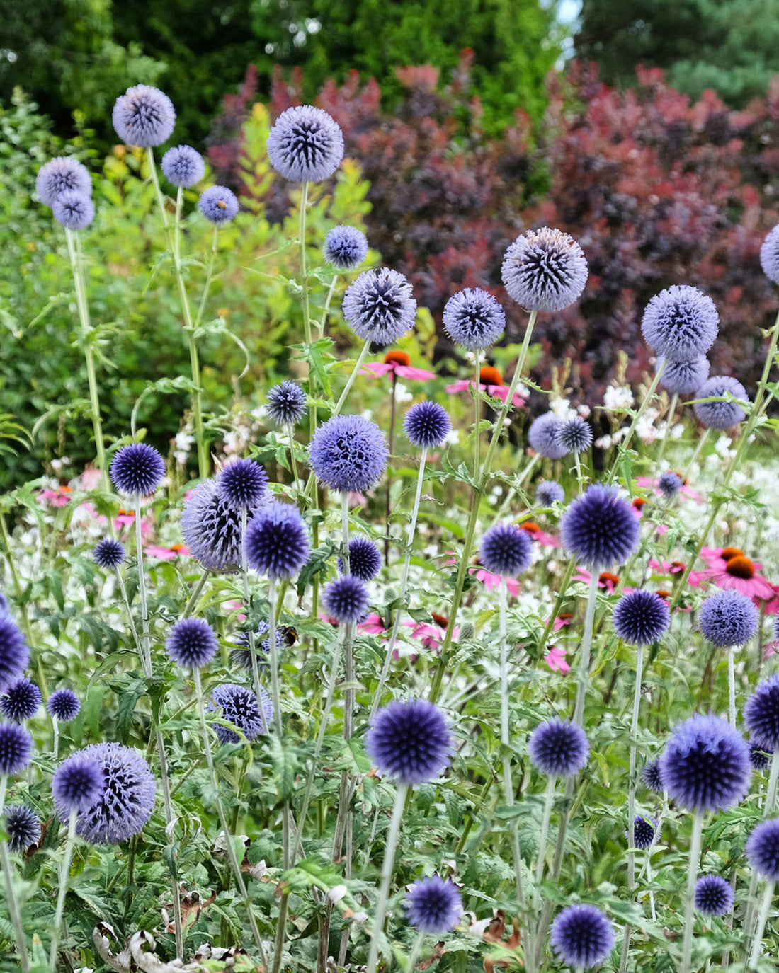Echinops ritro &