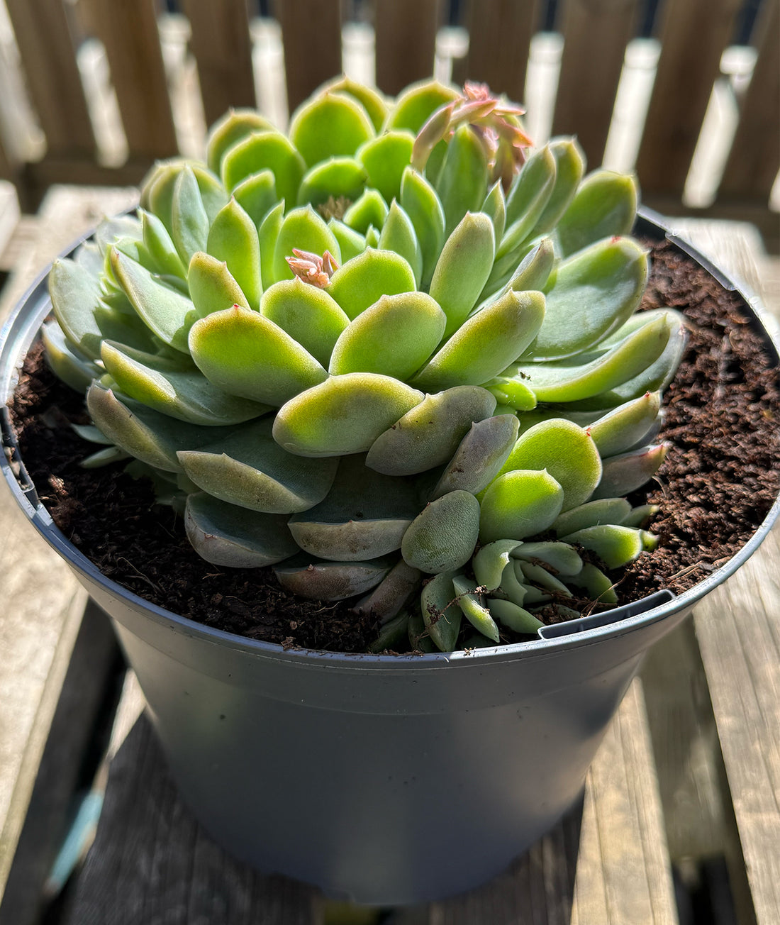 Echeveria elegans