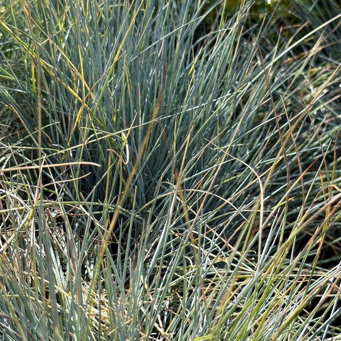Festuca glauca &