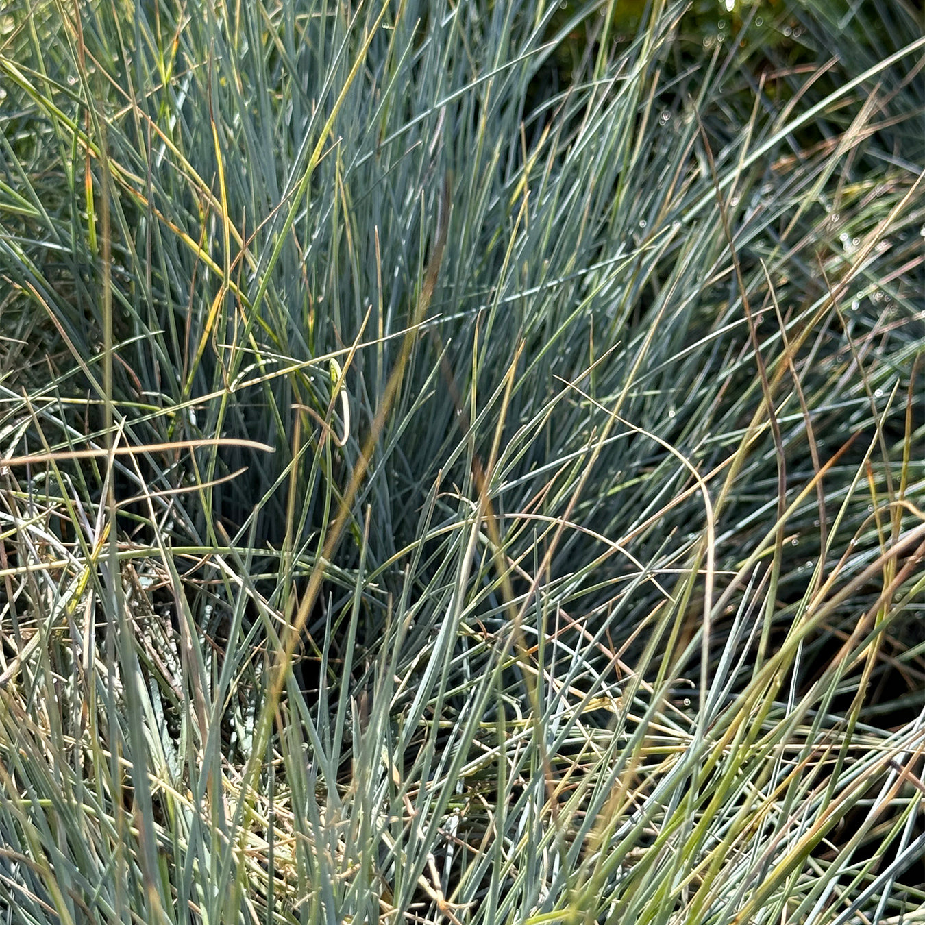 Festuca glauca &
