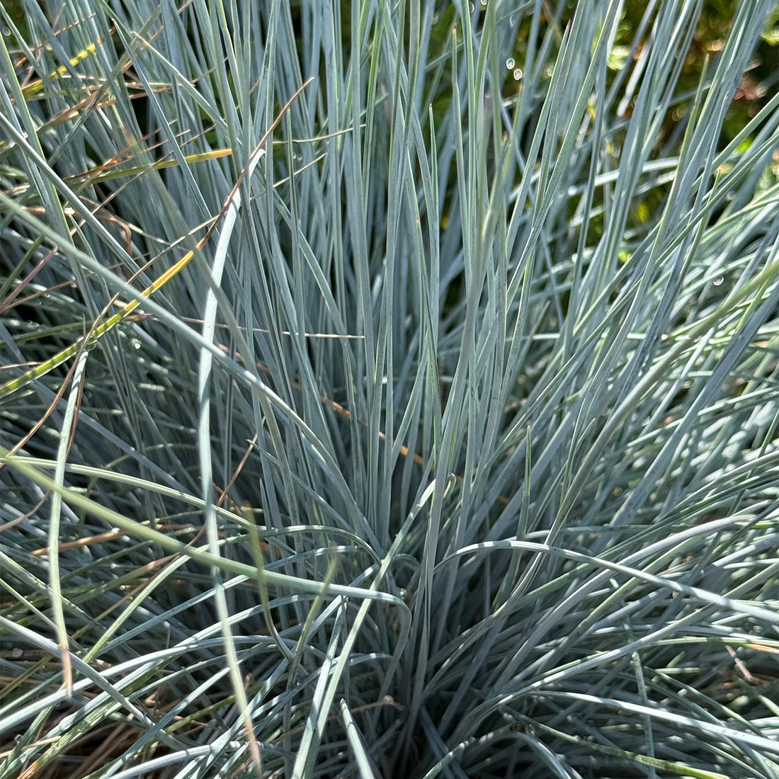 Festuca glauca &