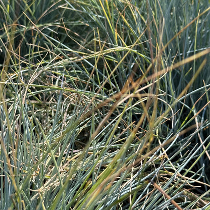 Festuca glauca &