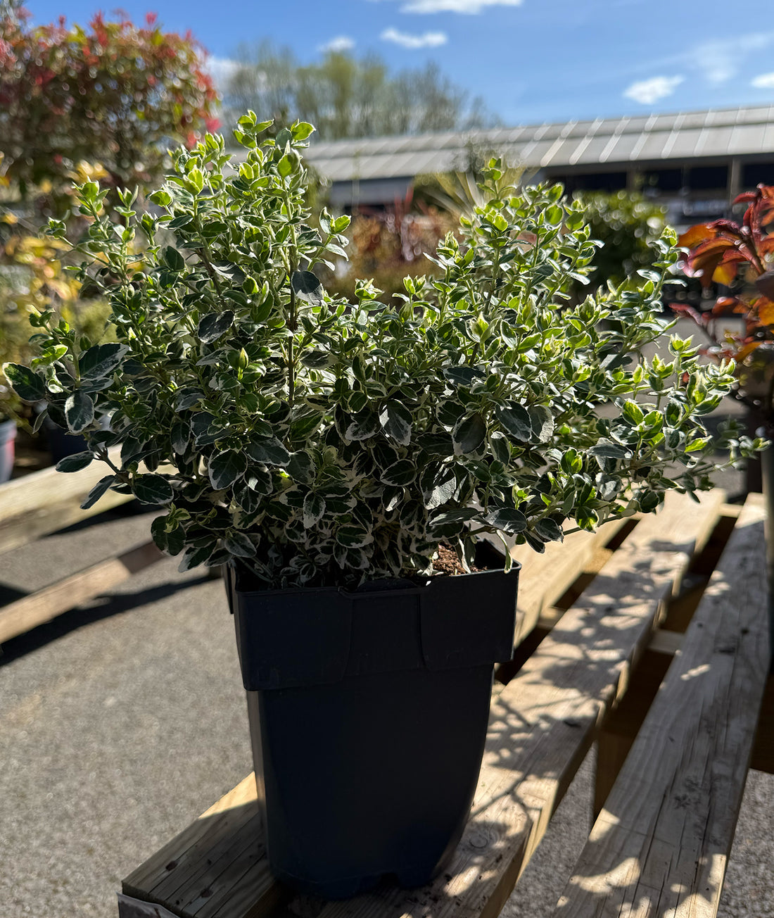 Euonymus fortunei &