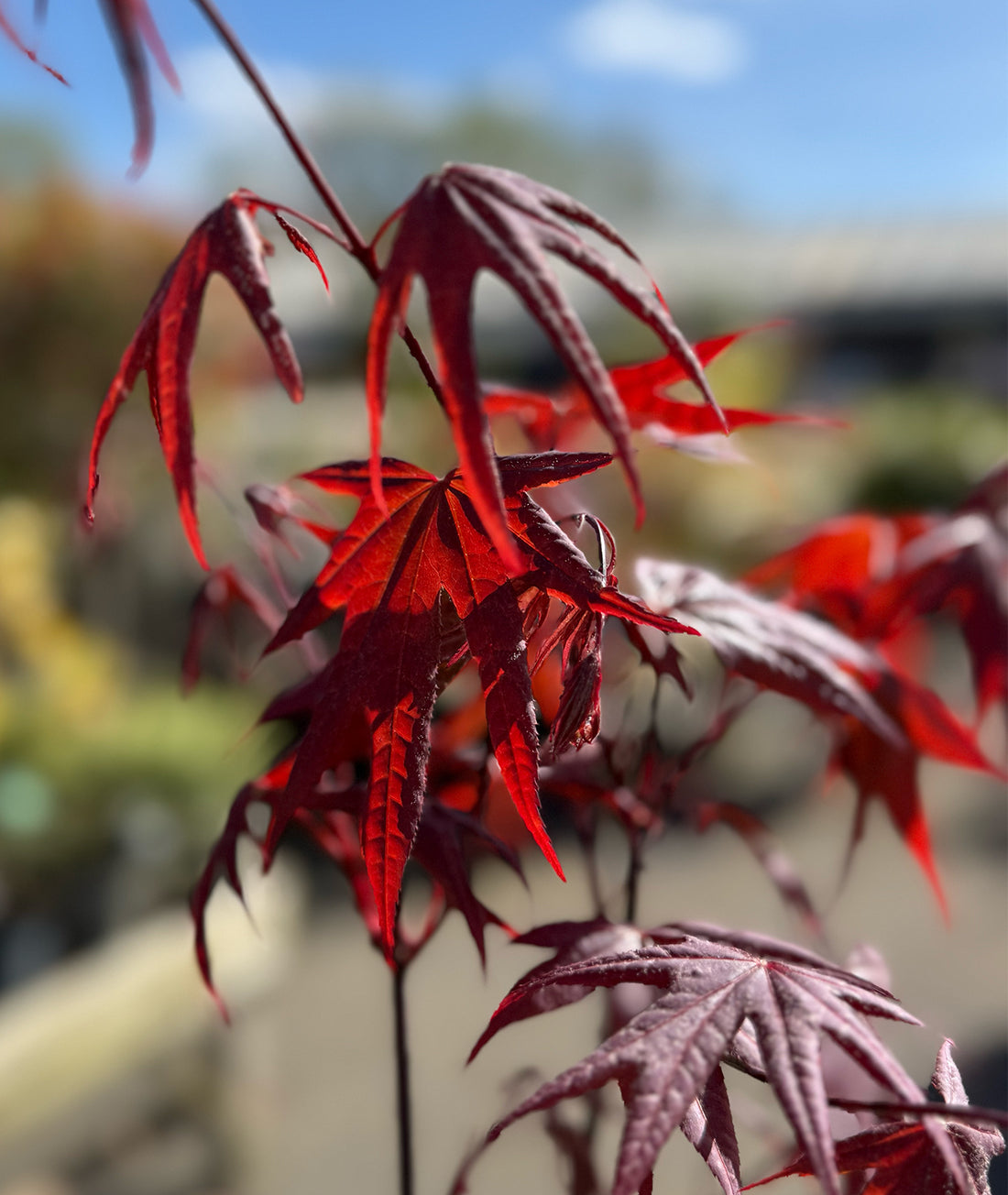 Acer palmatum &