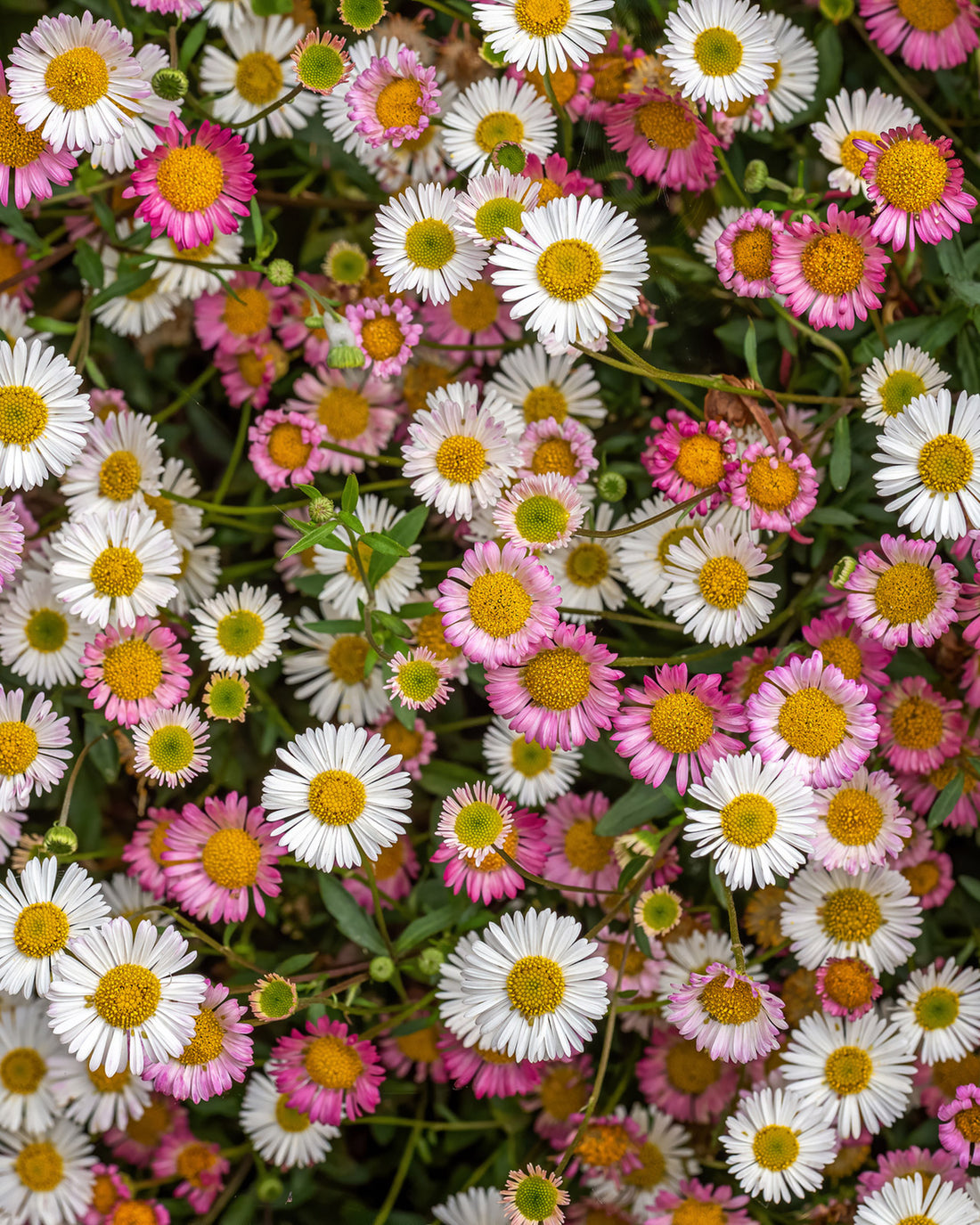 Erigeron karvinskianus