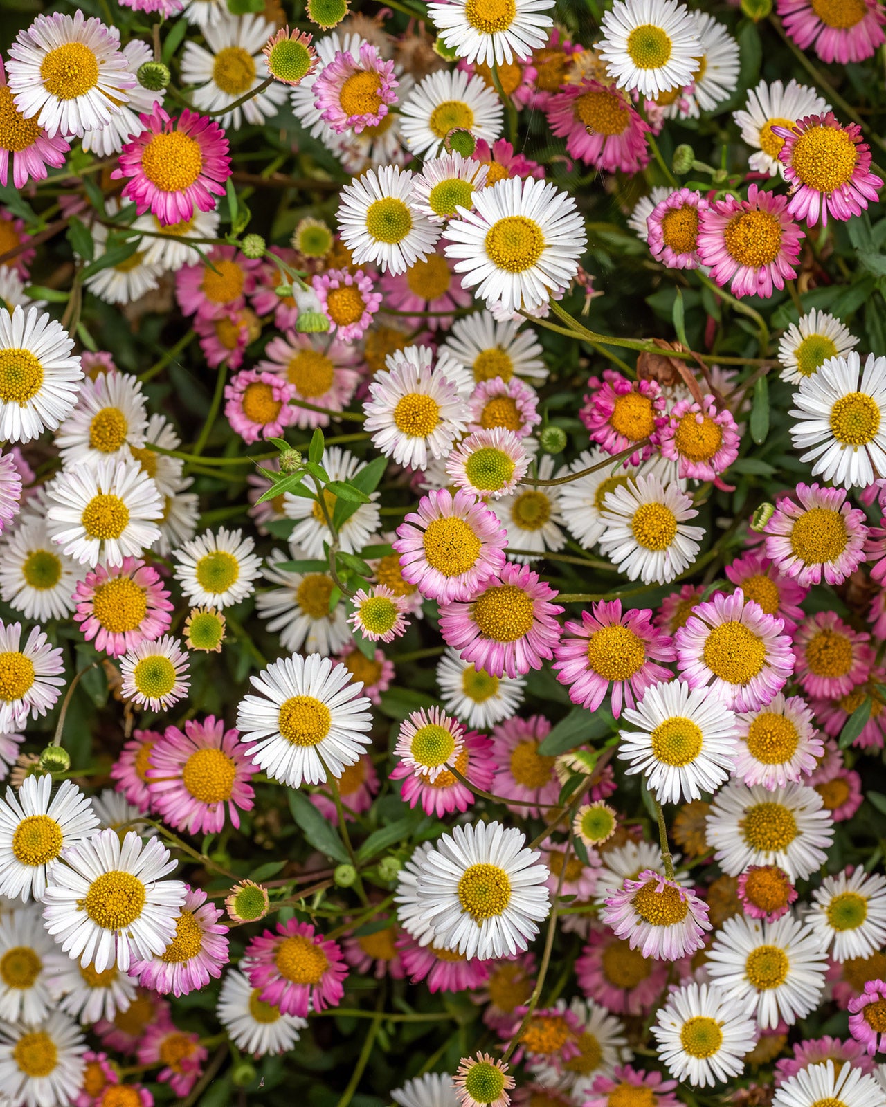 Erigeron karvinskianus