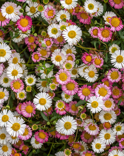 Erigeron karvinskianus