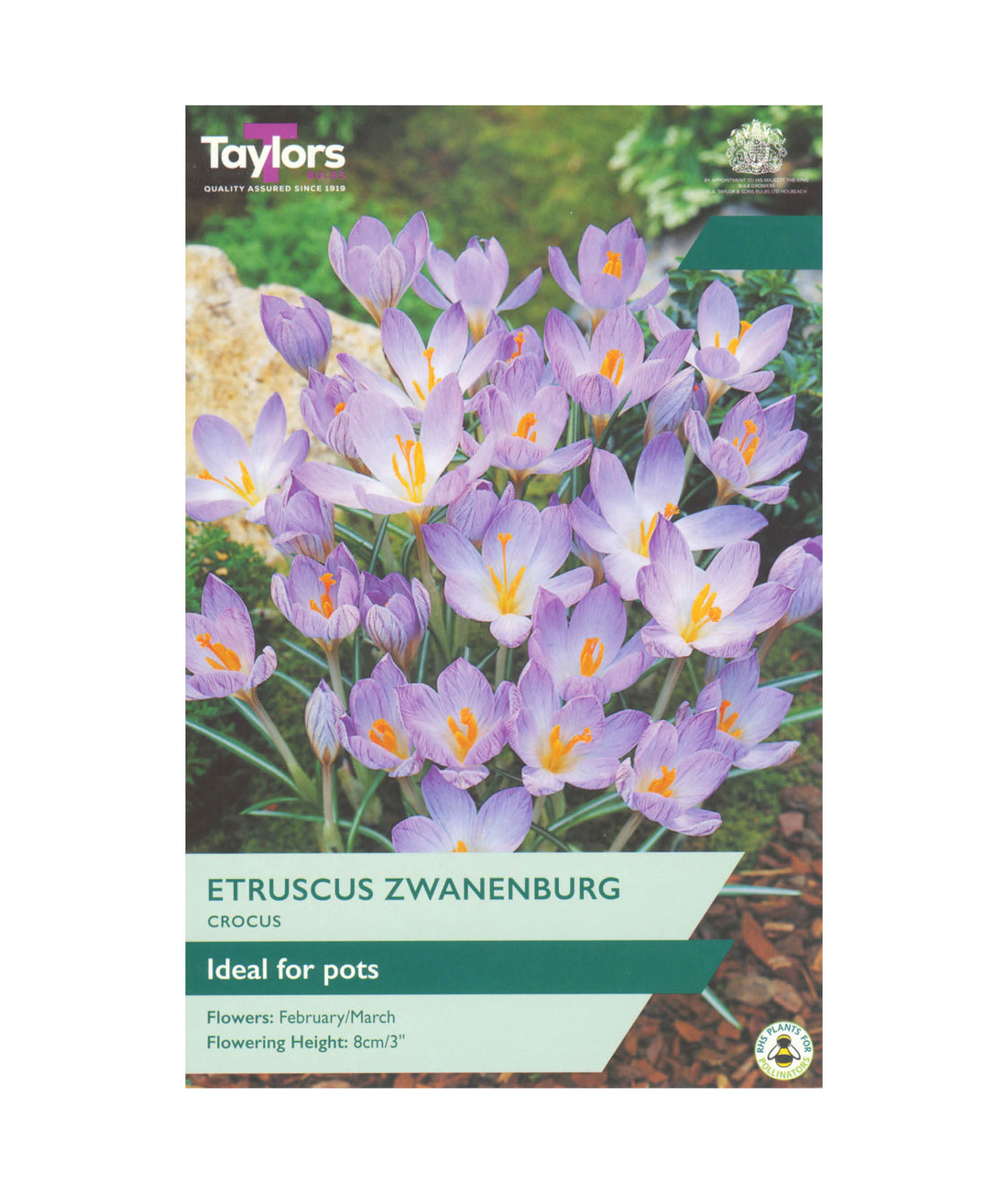 Crocus Etruscus Zwanenburg