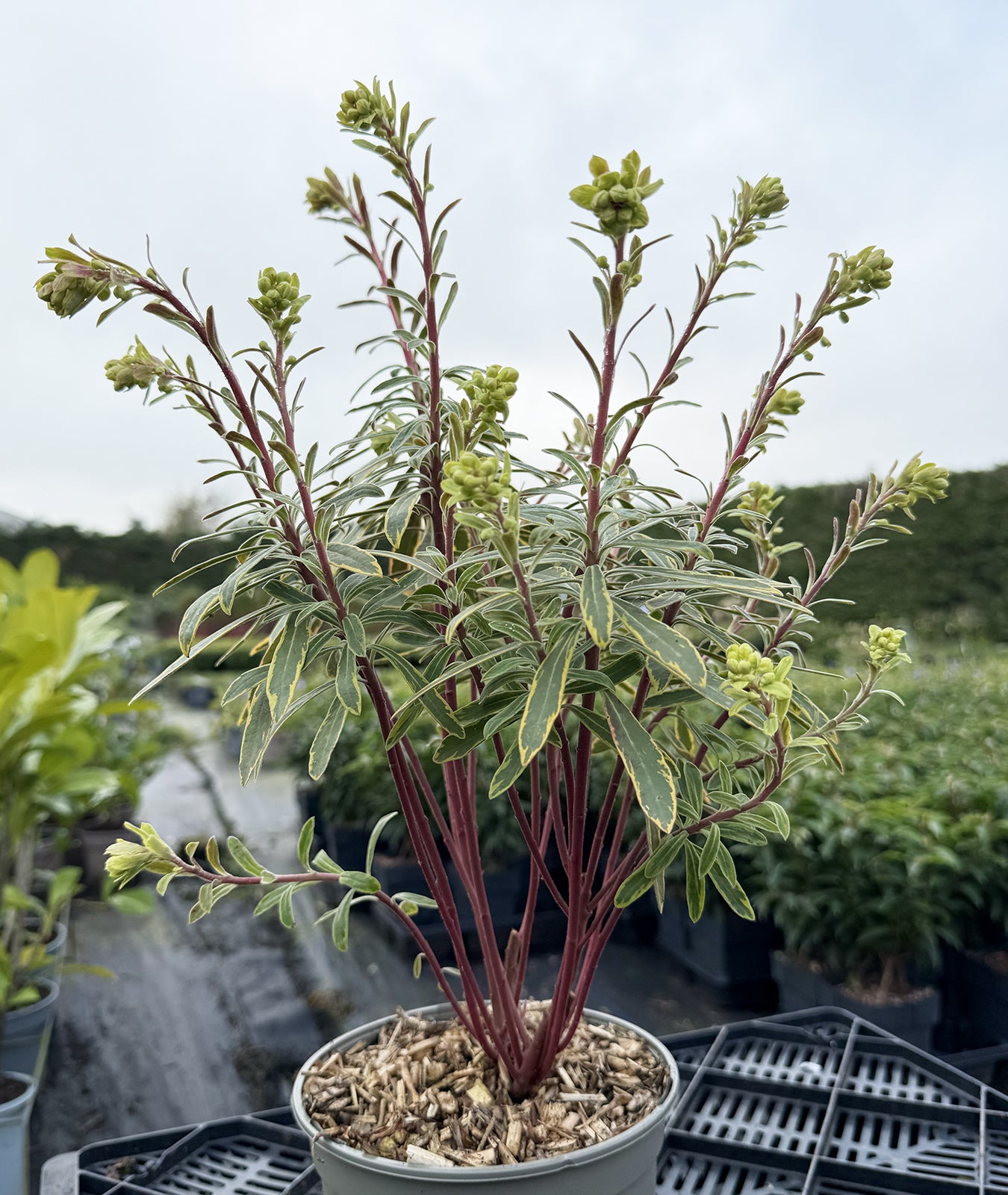 Euphorbia &