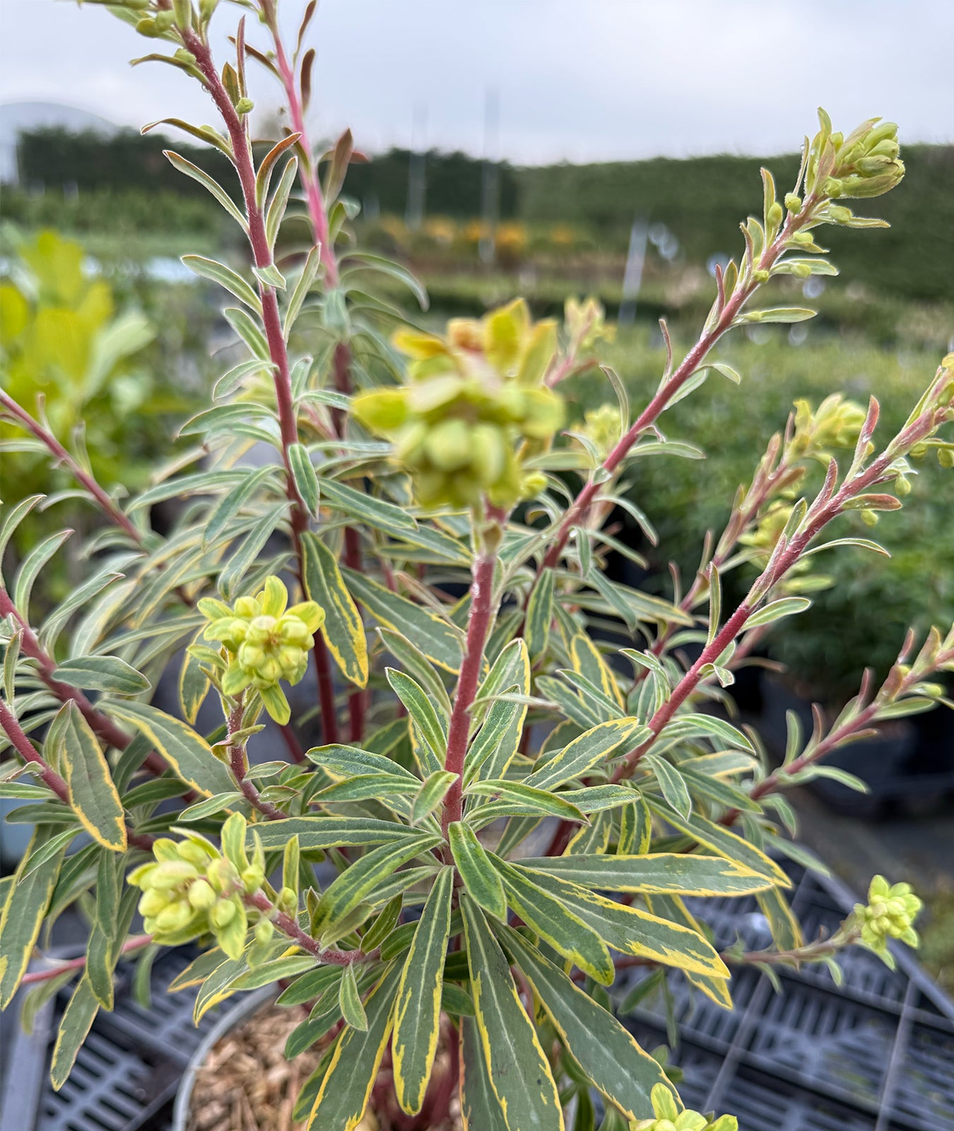Euphorbia &