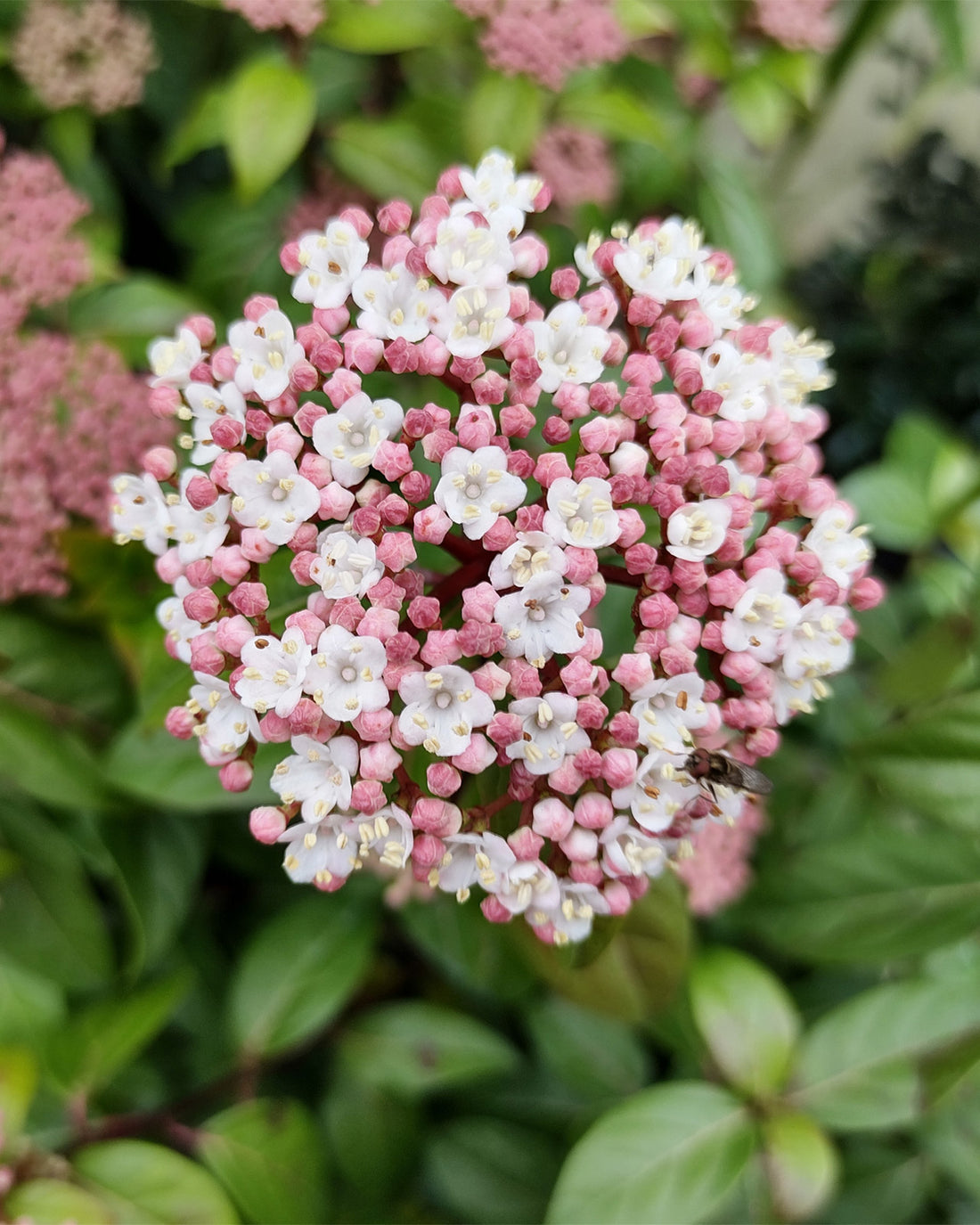 Viburnum tinus &
