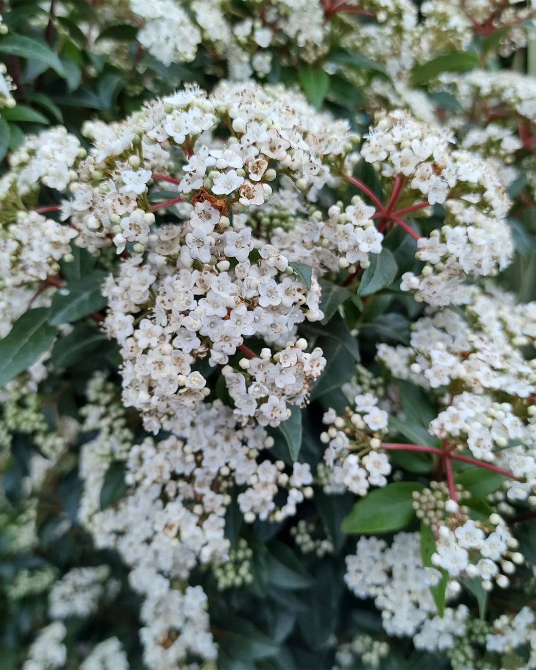 Viburnum tinus &