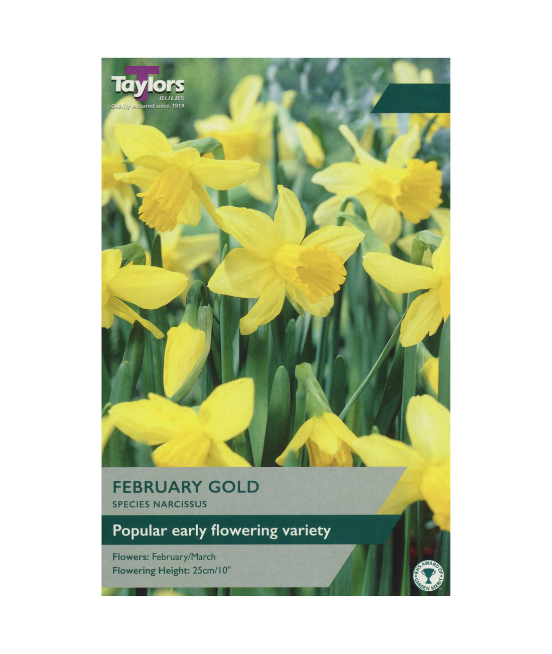Narcissi &