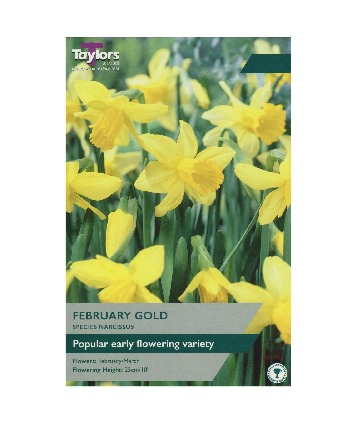 Narcissi &