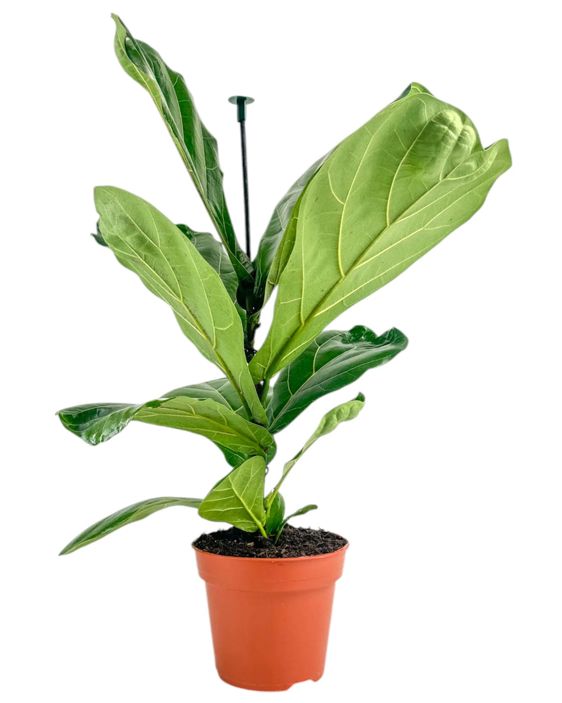 Fiddle Leaf Fig