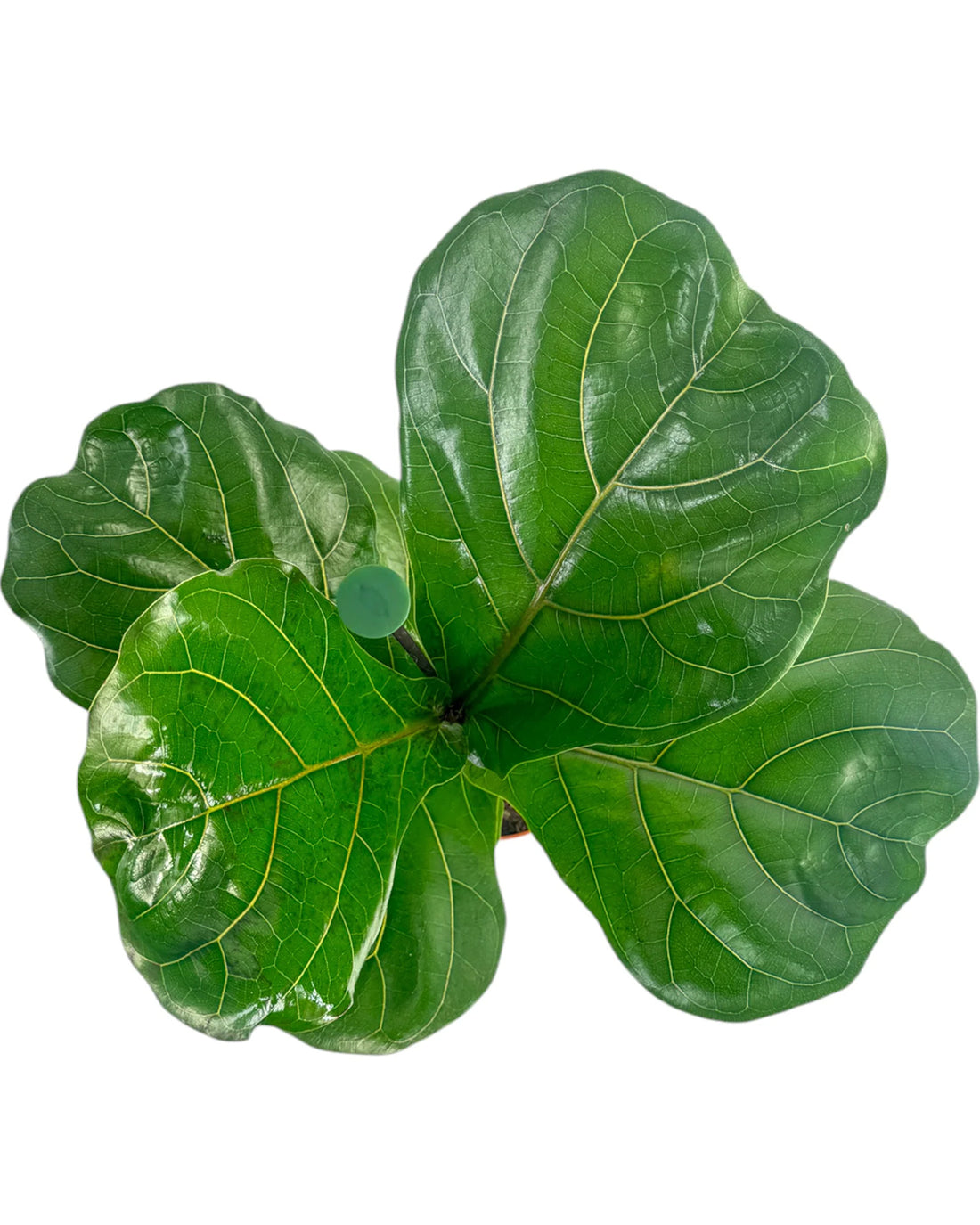 Fiddle Leaf Fig