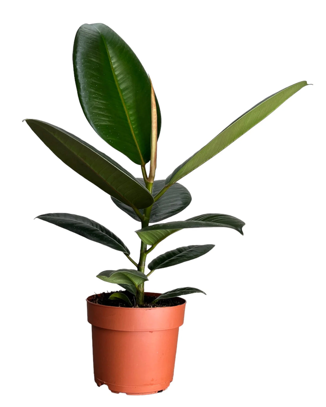 Robusta Rubber Plant